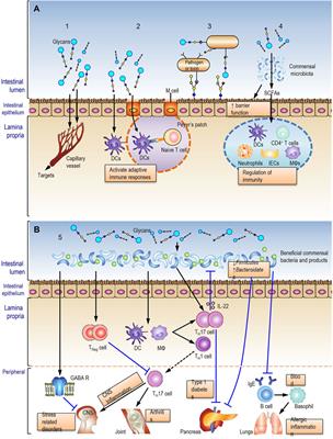 Editorial: Action and Mechanism of Herbal Glycans